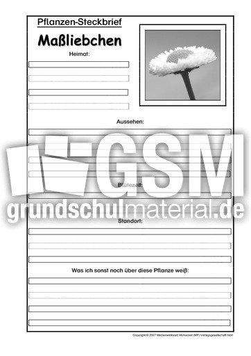 Pflanzensteckbrief-Maßliebchen-SW-2.pdf